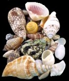 Sea Shells & More